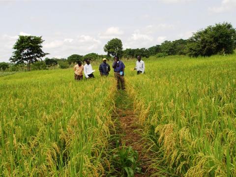 A rice farm in Sierra Leone