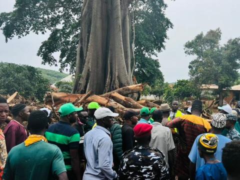 Site of the Koinadugu Cotten tree disaster