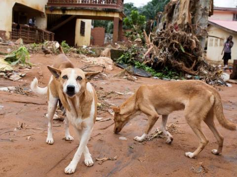 Stray dogs in Freetown